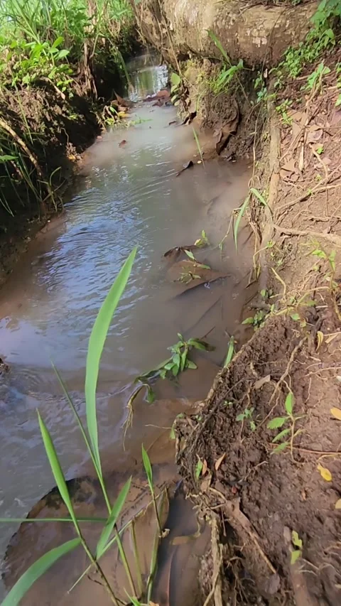 Muddy stream flowing through rural farmland, natural water channel. Stock Footage 325619497