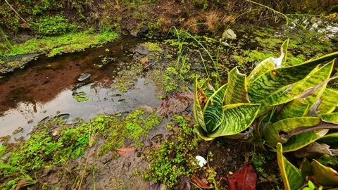 Muddy stream reflects green moss and leaves Stock Footage 338241892