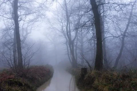 A muddy stream through a spooky forest. On a foggy, winters day Stock Photos