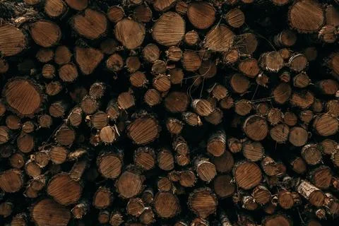 Muddy Style Firewood Stack in Forest Foto stock
