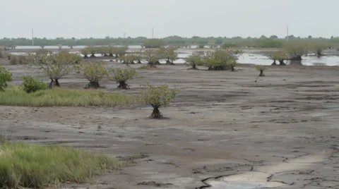 MUDDY SWAMP Stock Footage 29887572