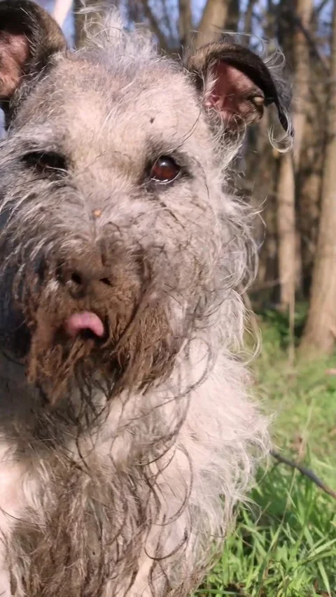 Muddy Terrier After Digging Stock Footage 278457305