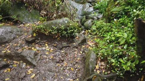 Muddy Trail and Greenery Video stock 155365339