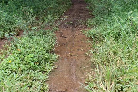 Muddy Trail Cutting Through Green Grass. Stock Photos