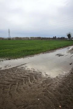 Muddy trail with a puddle 写真素材