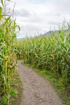 Muddy trail through farmer corn field on cloudy day Stock Photos