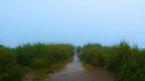 Muddy trail through the grass in the thick fog. Wet path through the field Stock Footage 275793273