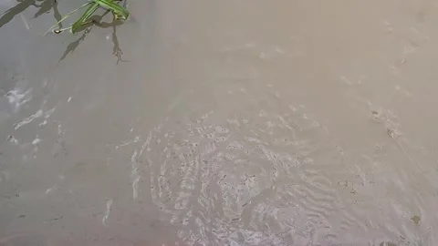 Muddy Vortex Motion Near Submerged Grass. Stock Footage 329658508