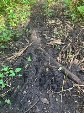 Muddy walking path in swamp Stock Photos