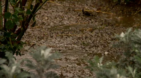 Muddy water 02 Stock Footage 342297