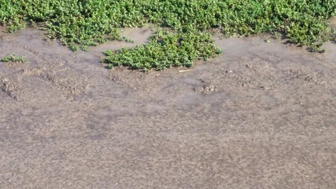 Muddy water draining through green vegetation, highlighting environmental Video stock 329653592