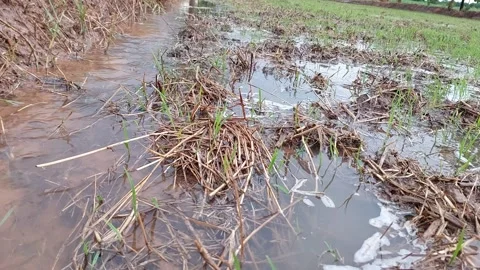 Muddy water flowing through beautiful green rice paddy field Video stock 336700183