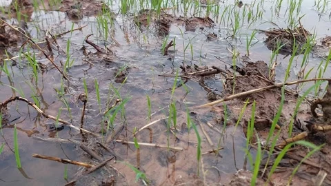 Muddy water flowing through beautiful green rice paddy field 動画素材 336700216