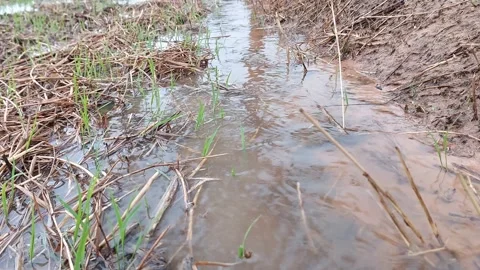 Muddy water flowing through beautiful green rice paddy field 動画素材 336700271