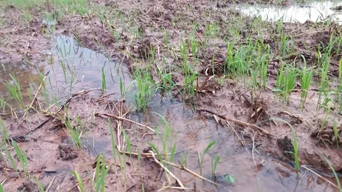 Muddy water flowing through beautiful green rice paddy field 動画素材 336700555