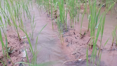 Muddy water flowing through beautiful green rice paddy field 動画素材 336700776