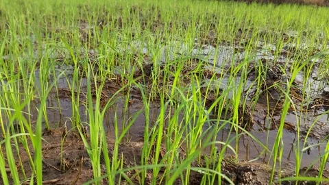 Muddy water flowing through beautiful green rice paddy field Video stock 337144820