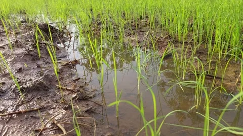 Muddy water flowing through beautiful green rice paddy field 動画素材 337144825