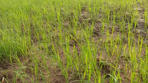 Muddy water flowing through beautiful green rice paddy field 動画素材 337145135