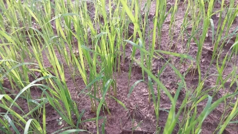 Muddy water flowing through beautiful green rice paddy field 動画素材 337145187