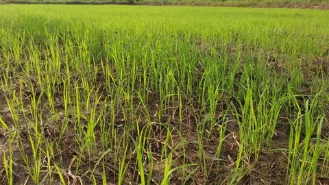 Muddy water flowing through beautiful green rice paddy field 動画素材 337145405
