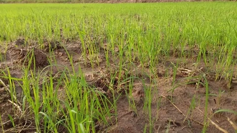 Muddy water flowing through beautiful green rice paddy field 動画素材 337145673