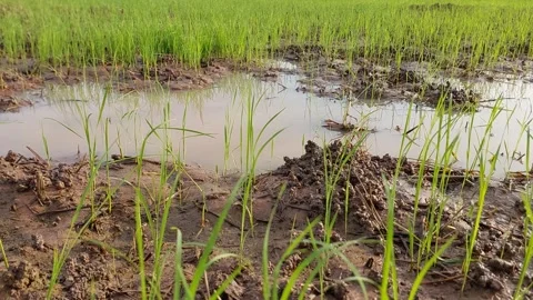 Muddy water flowing through beautiful green rice paddy field 動画素材 337145684