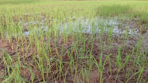 Muddy water flowing through beautiful green rice paddy field 動画素材 337145691