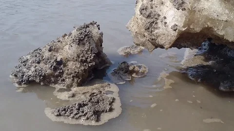 Muddy water, ice, garbage 動画素材 88798930