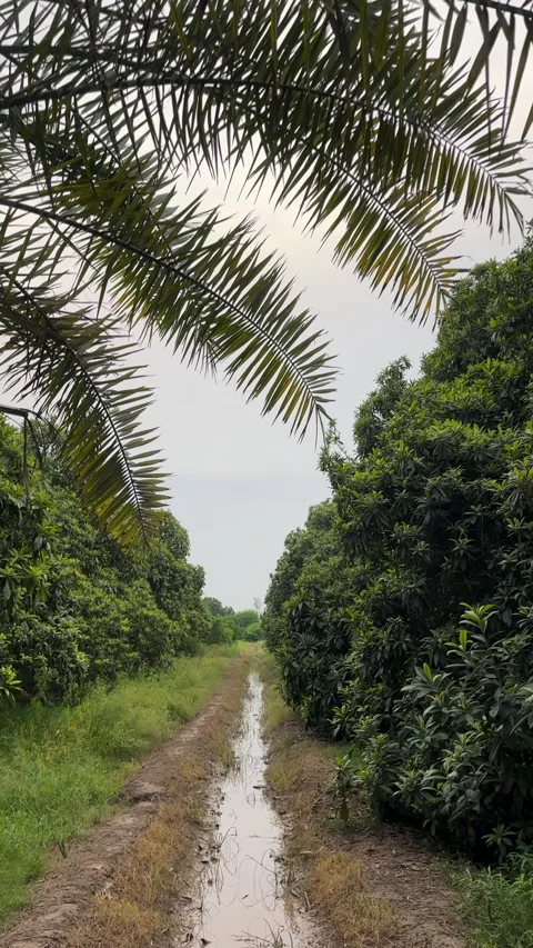 Muddy Water Path in Dense Mango Orchard Stock Footage 329185683