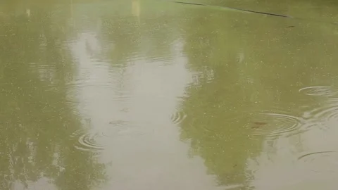 Muddy Water Pond with fish waves Stock Footage 168345575