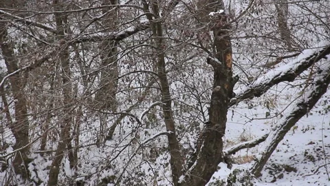 Muddy water in winter forest Stock-Footage 90008716