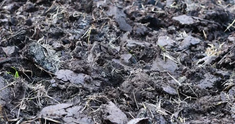 Muddy wet soil texture, Prepared rice field soil ready for cultivation Stock Footage 334733319