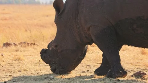 Muddy White Rhino low angle graze on sunny day Stock Footage 289306586