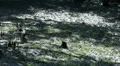Muddyn ground in Mangrove Forest HD Footage