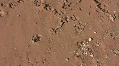 MuddyTracks Stock Footage 281560