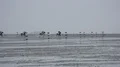 Mudflats horse racing at german North Sea coast at grey cloudy day 4k or 4k+ Resolution