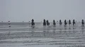 Mudflats horse racing at german North Sea coast at grey cloudy day 4k or 4k+ Resolution