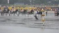 Mudflats Trotting Race and Horse racing at german North Sea coast 4k or 4k+ Resolution
