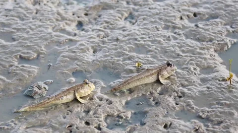 Mudskipper, Amphibious fish Video stock 56951892