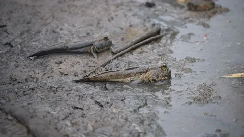 Mudskipper Amphibious fish Oxudercinae Stock Footage 132020162