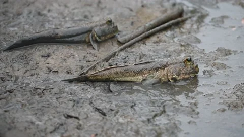 Mudskipper Amphibious fish Oxudercinae Stock Footage 133387456