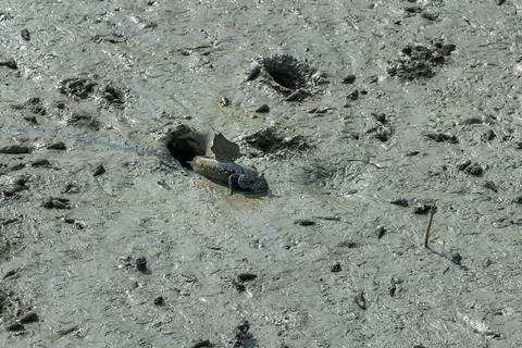 Mudskipper, An Amphibious Fish Photos