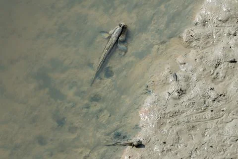 Mudskipper, An Amphibious Fish Foto stock
