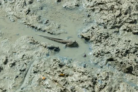Mudskipper, An Amphibious Fish Photos