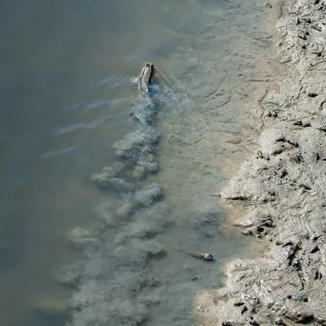 Mudskipper, An Amphibious Fish Photos