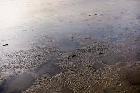 Mudskipper. Amphibious fish which can lives in water and also spends a signif Stock Photos