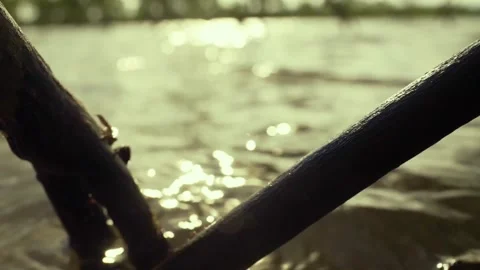 Mudskipper on a branch of tree in a pond jumping to the water Video stock 282541863