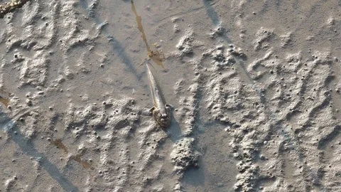 Mudskipper that can be found in Thailand's mangrove forests. Stock Footage 335194588