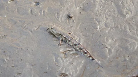 Mudskipper that can be found in Thailand's mangrove forests. Stock Footage 335195465